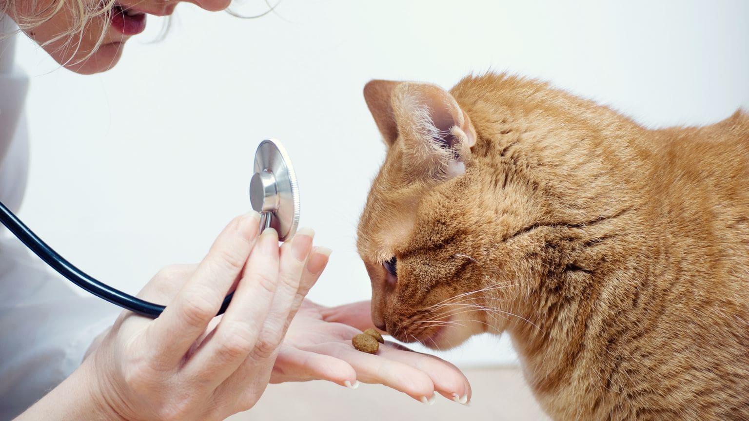 Servicios veterinarios esenciales para las mascotas