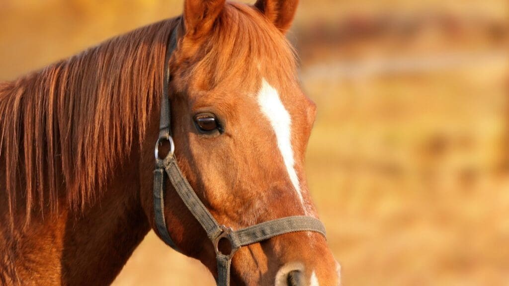 Caballo ibérico