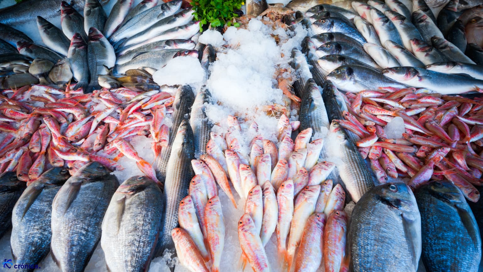 Consejos de expertos para escoger el pescado fresco en una pescadería en Madrid