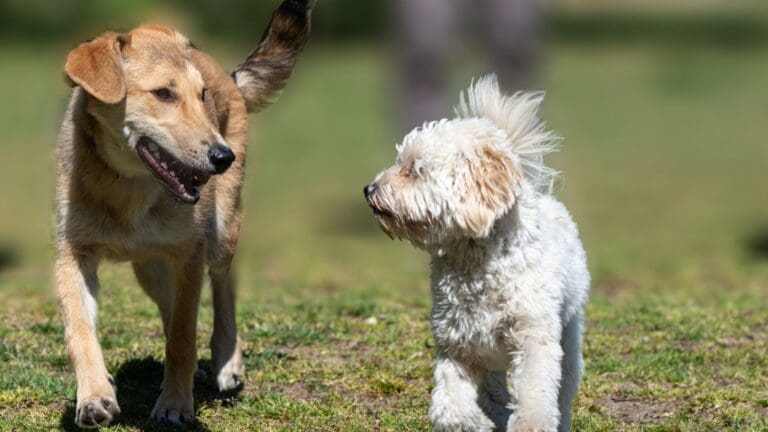 Productos para el cuidado de tu perro