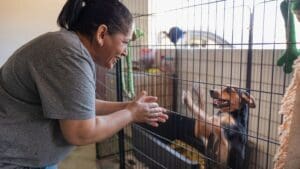 Persona haciendo una donación en una fundación protectora de animales para ayudar en el cuidado y rescate de perros y gatos.