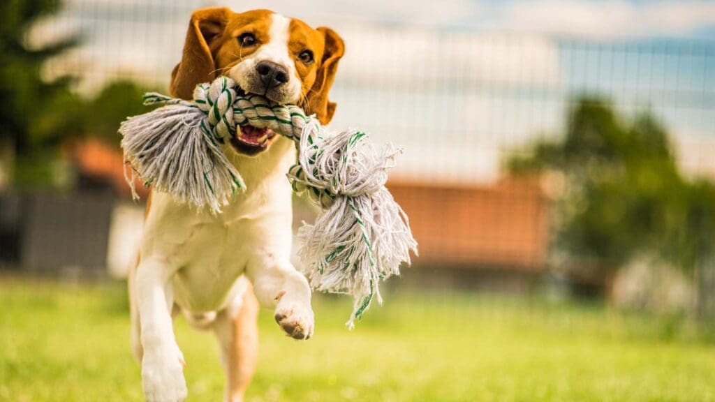 Perro jugando con un juguete interactivo para estimular su adiestramiento y bienestar.