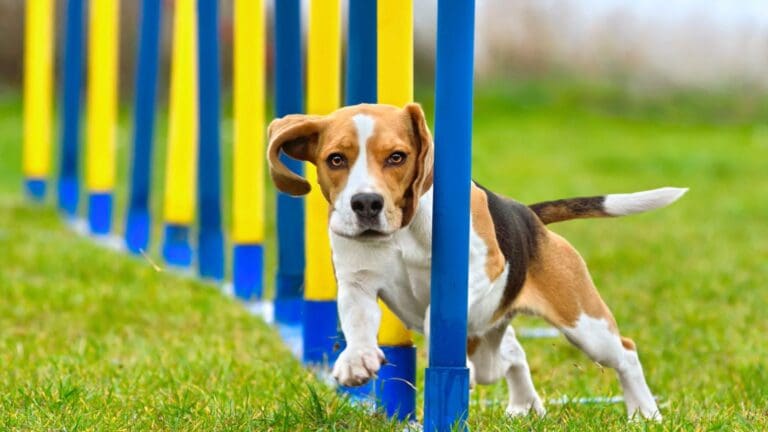 Perro entrenado y feliz interactuando con su adiestrador en un centro de adiestramiento canino en Barcelona.