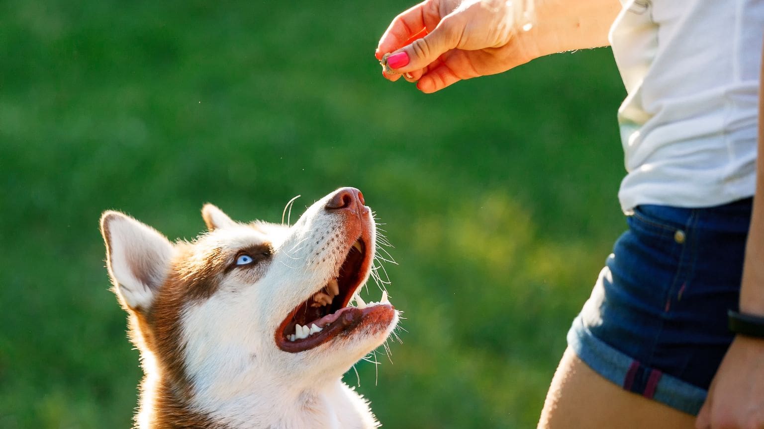 Cómo mejorar la comunicación con tu perro. Guía de adiestramiento canino.