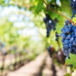 Paisaje de viñedos españoles al atardecer con botellas de vino y copa en primer plano, destacando el origen y autenticidad de los vinos de terruño