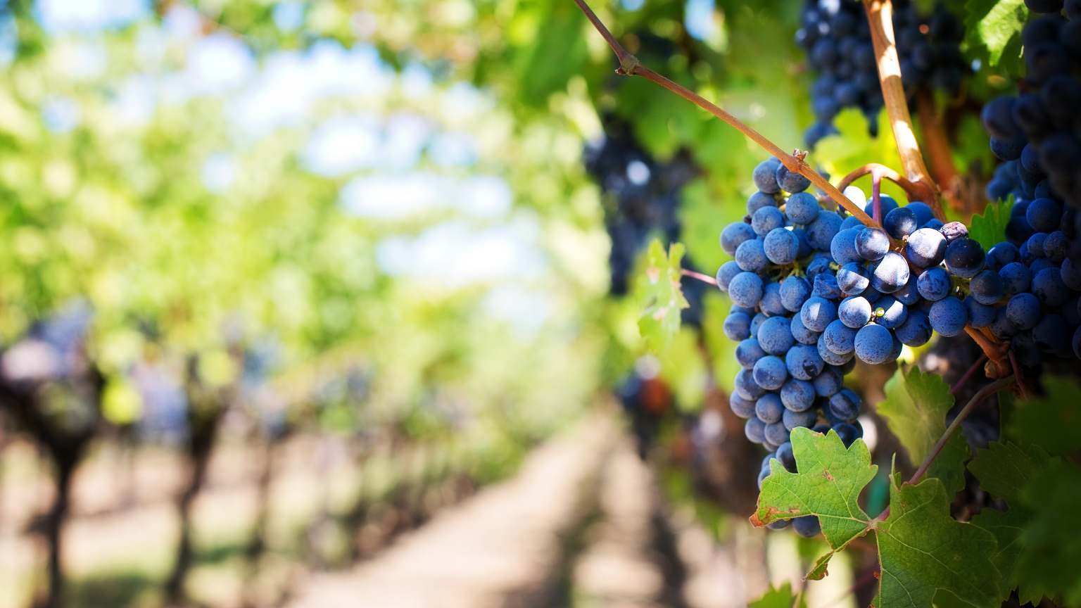 Paisaje de viñedos españoles al atardecer con botellas de vino y copa en primer plano, destacando el origen y autenticidad de los vinos de terruño