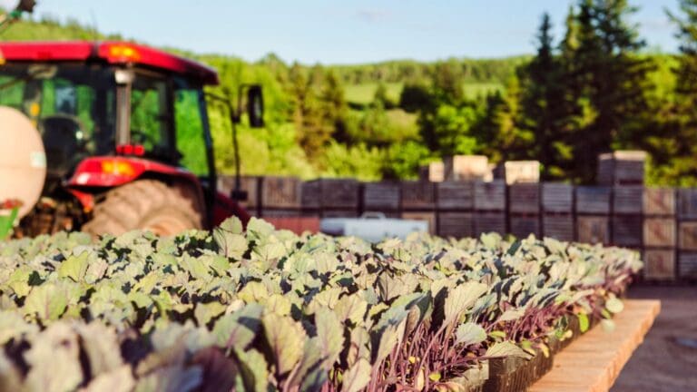 maquinaria hortofruticola de segunda mano