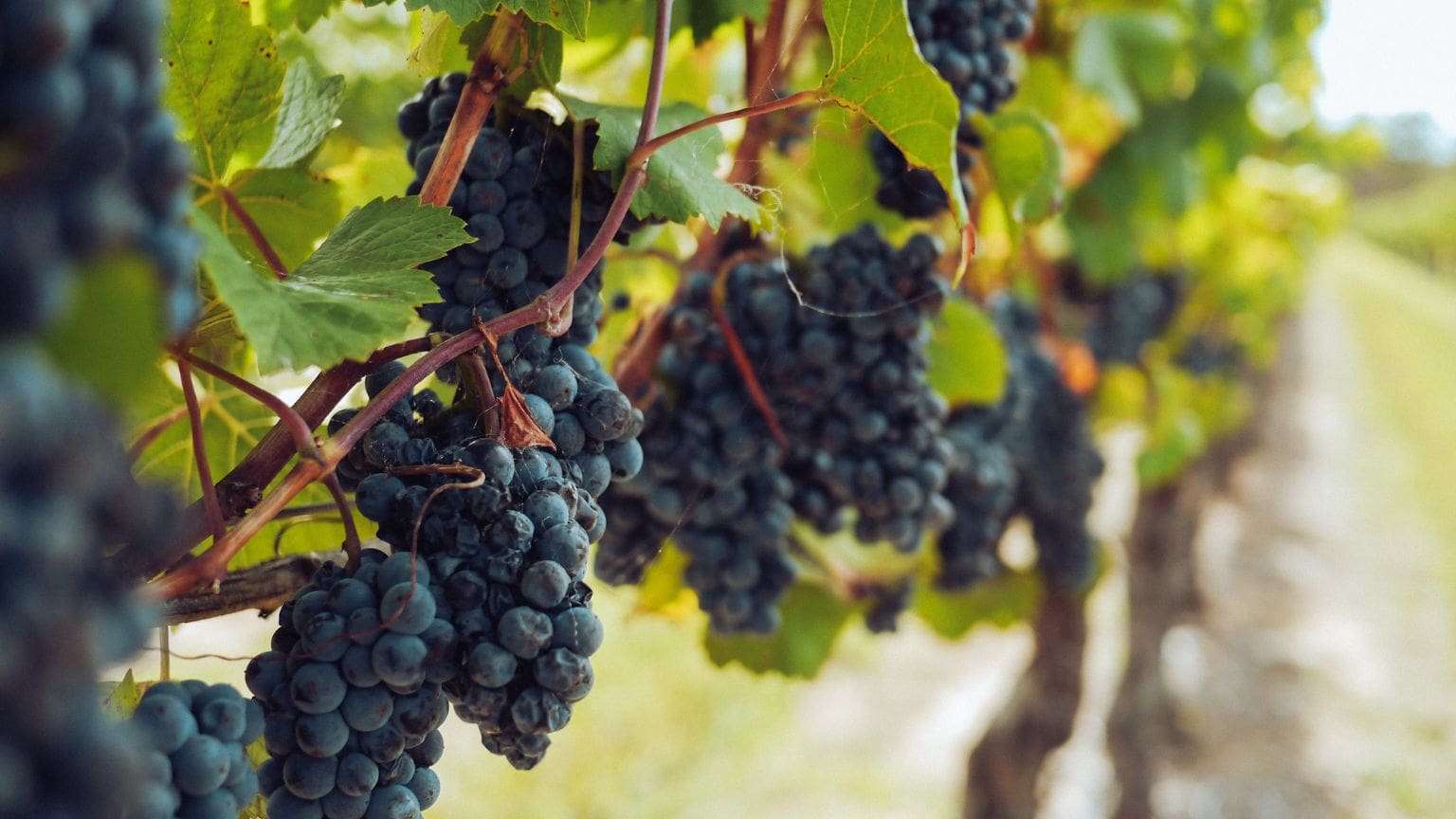 vinos y viñedos elaboración y crianza de vinos y espumosos, uvas foráneas como la Syrah, Garnacha tinta y la característica Garnacha Tintorera.