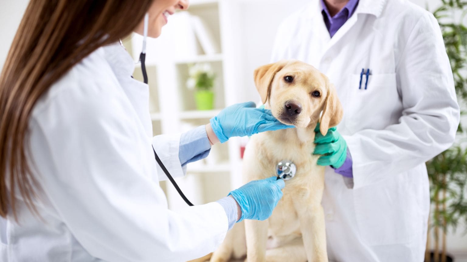 Veterinario examinando a un perro feliz en una clínica moderna y luminosa en Madrid