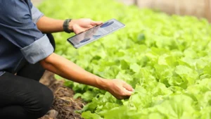 Estudio de suelos, la clave para una agricultura de precisión