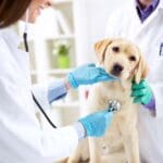 Veterinario atendiendo a un perro en una consulta de farmacia veterinaria.