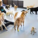 Perros y gatos en una guardería para mascotas jugando y siendo atendidos por cuidadores en un espacio seguro y adaptado