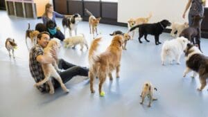 Perros y gatos en una guardería para mascotas jugando y siendo atendidos por cuidadores en un espacio seguro y adaptado