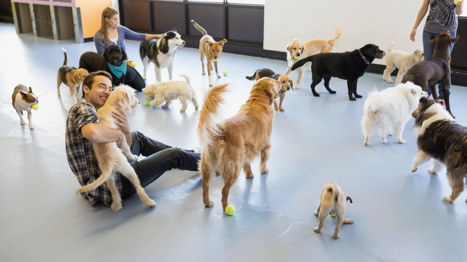 Perros y gatos en una guardería para mascotas jugando y siendo atendidos por cuidadores en un espacio seguro y adaptado
