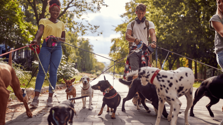 Convivencia urbana con perros en Zaragoza