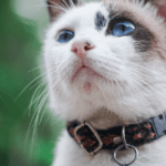 Elige accesorios únicos para mascotas