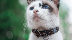 Elige accesorios únicos para mascotas