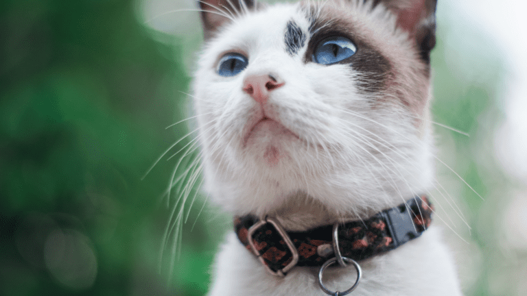 Elige accesorios únicos para mascotas