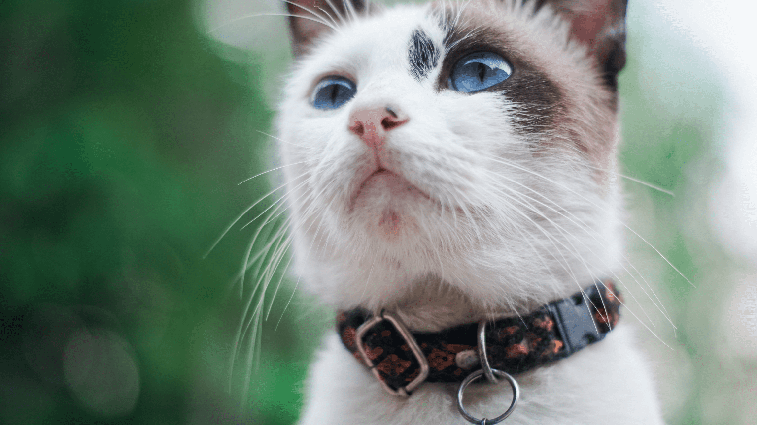 Elige accesorios únicos para mascotas