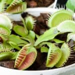 Jardín doméstico con diferentes especies de plantas carnívoras en macetas