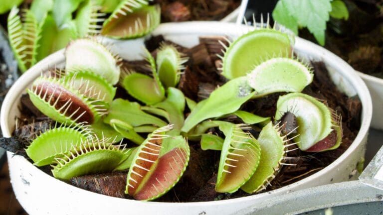 Jardín doméstico con diferentes especies de plantas carnívoras en macetas