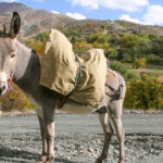Descubre el encanto del senderismo con burros