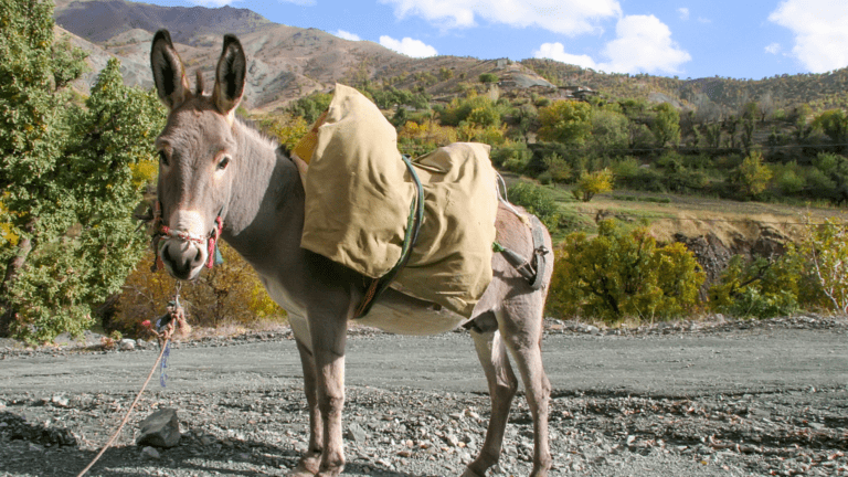 Descubre el encanto del senderismo con burros