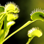 Plantas exóticas y sus secretos naturales