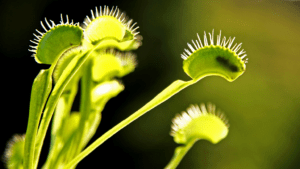 Plantas exóticas y sus secretos naturales