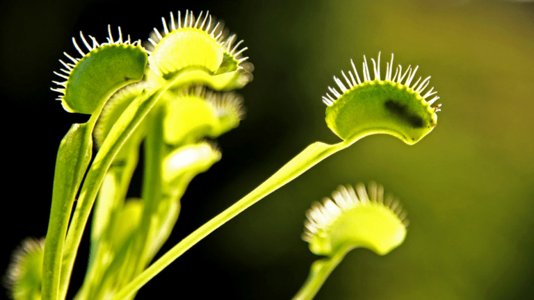 Plantas exóticas y sus secretos naturales