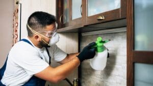 ¿Por qué hay más plagas en otoño y cómo prevenirlas?