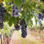 ¿Por qué se está apostando por vinos de producción limitada?