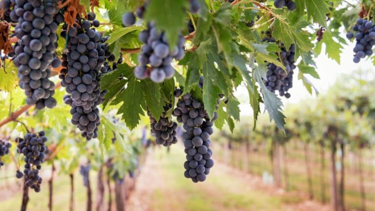 ¿Por qué se está apostando por vinos de producción limitada?
