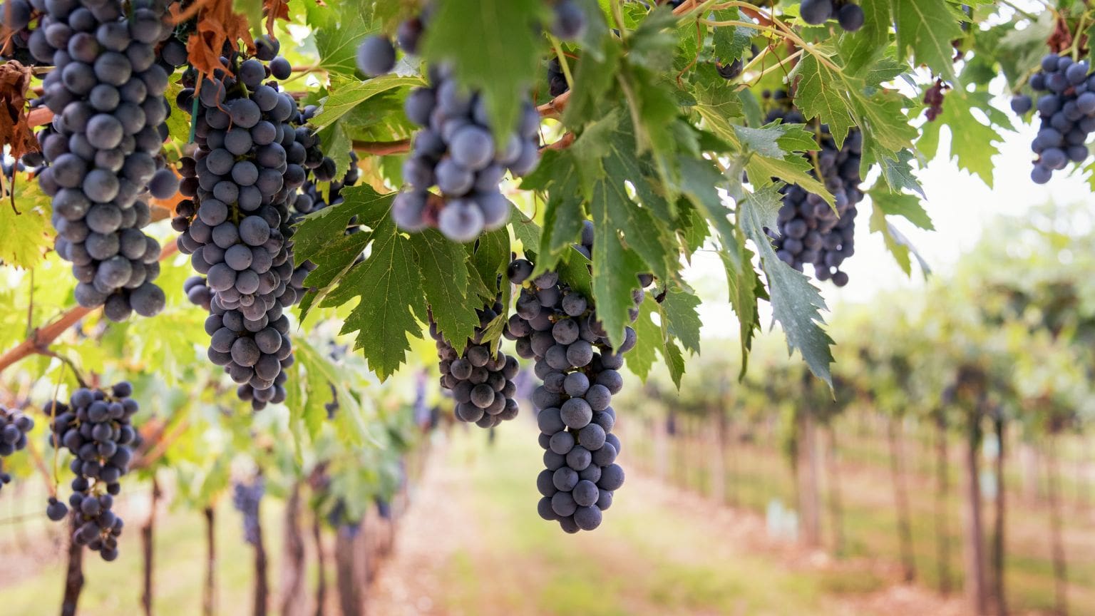 ¿Por qué se está apostando por vinos de producción limitada?