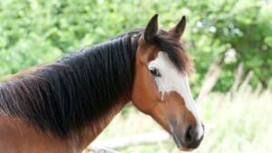 ¿Qué factores afectan la salud respiratoria de los caballos?