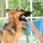 eterinario atendiendo a un perro en una clínica veterinaria oncológica especializada