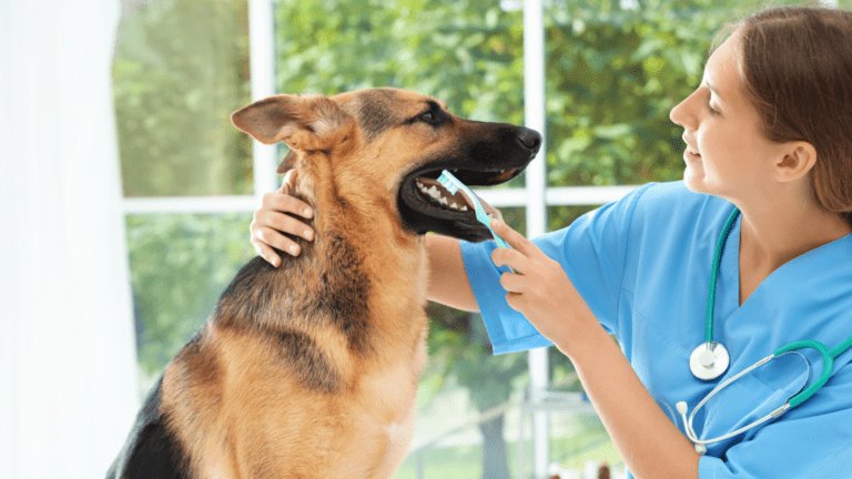 eterinario atendiendo a un perro en una clínica veterinaria oncológica especializada