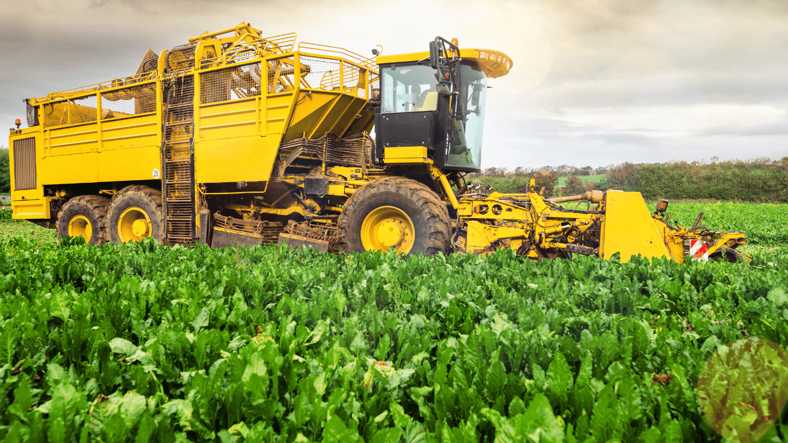 Maquinaria agrícola innovadora fabricada para optimizar la producción de ajo.
