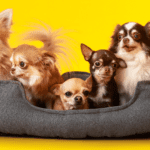 Camas para perros según tamaño y edad