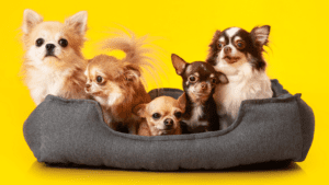 Camas para perros según tamaño y edad