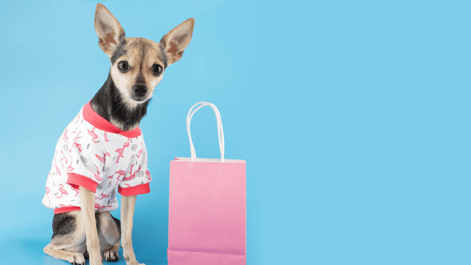 ¿Qué dice el diseño del accesorio que lleva tu mascota?