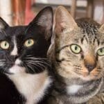 ¿Cómo cuidar a tu gato si ha sido diagnosticado con cáncer?