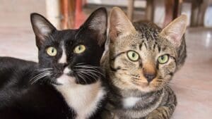 ¿Cómo cuidar a tu gato si ha sido diagnosticado con cáncer?