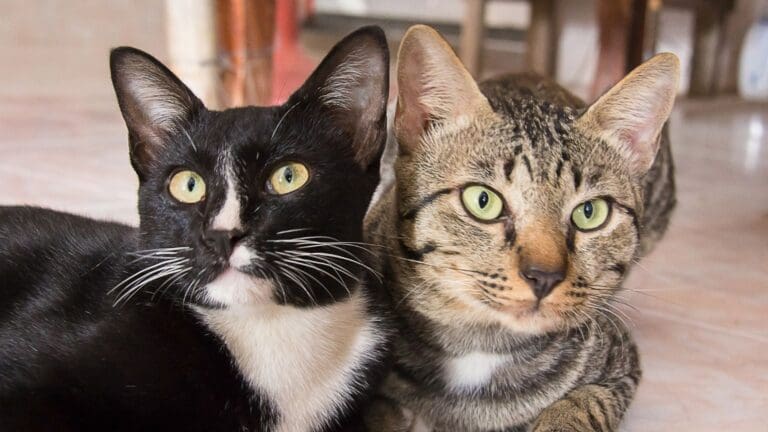 ¿Cómo cuidar a tu gato si ha sido diagnosticado con cáncer?