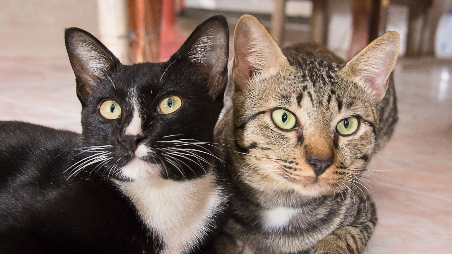 ¿Cómo cuidar a tu gato si ha sido diagnosticado con cáncer?