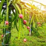 ¿Cómo convertir tu terreno agrícola en una plantación de pitayas?