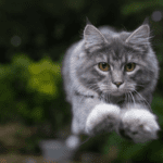 ¿Tienes un gato paracaidista? Aprende a protegerlo