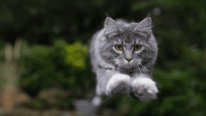 ¿Tienes un gato paracaidista? Aprende a protegerlo