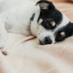 ¿Cómo ayudar a tu perro a dormir mejor durante los cambios de estación?