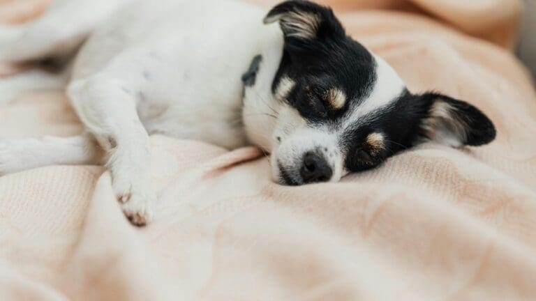 ¿Cómo ayudar a tu perro a dormir mejor durante los cambios de estación?